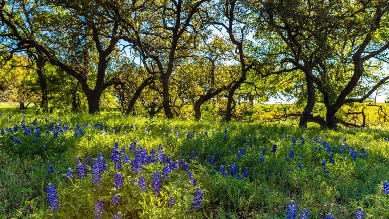 flowerstrees 768x432